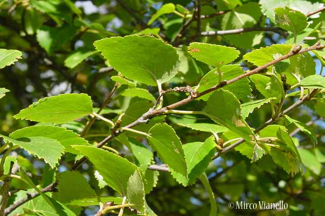 Flora di Livigno: Alberi - Betulla - Betula alba L. 