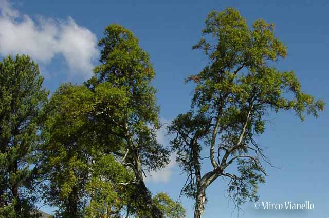 Flora di Livigno: Alberi - Betulla - Betula alba L. 