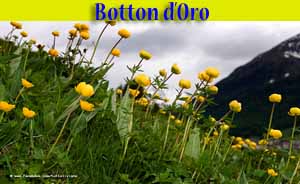 Botton d'oro - Trollius Europaeus - flora di Livigno