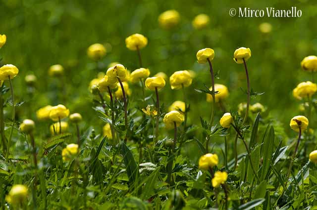 Flora di Livigno - Botton d'oro - Trollius Europaeus 