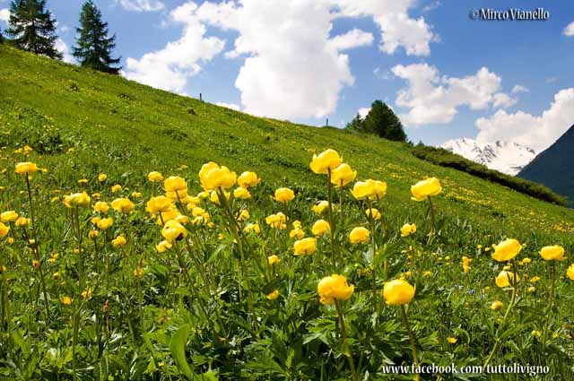 Flora di Livigno - Botton d'oro - Trollius Europaeus 