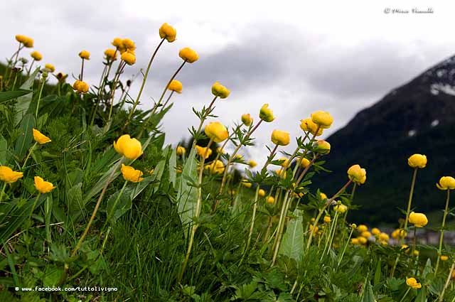 Flora di Livigno - Botton d'oro - Trollius Europaeus 