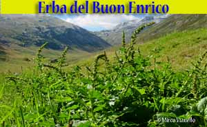 Erba del Buon Enrico - Chenopodium bonus Henricus L. - flora di Livigno Erba del Buon Enrico - Chenopodium bonus Henricus L. - flora di Livigno