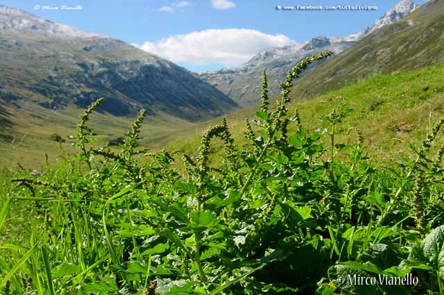 Flora di Livigno - Erba del Buon Enrico - Chenopodium bonus Henricus L. Flora di Livigno - Erba del Buon Enrico - Chenopodium bonus Henricus L.
