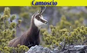 Camoscio alpino - Rupicapra rupicapra - animali selvatici di Livigno