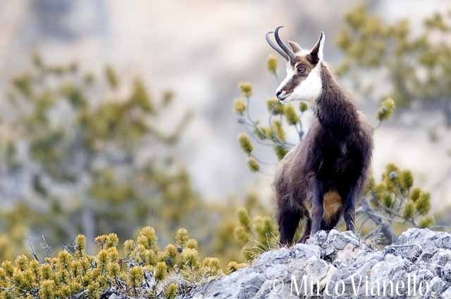 Fauna di Livigno - Camoscio - Rupicapra rupicapra - inverno 