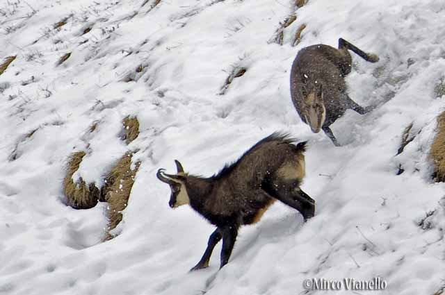 Fauna di Livigno - Camoscio - Rupicapra rupicapra - le corse 