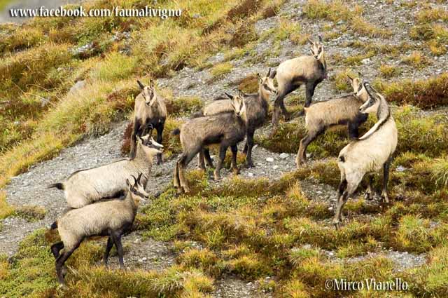 Camoscio - Rupicapra rupicapra - femmine con i piccoli in autunno Fauna di Livigno - Camoscio - Rupicapra rupicapra - femmine con i piccoli