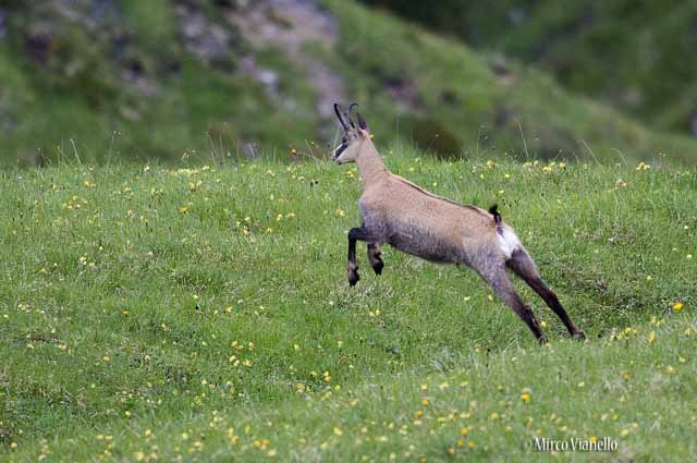 Camoscio - Rupicapra rupicapra - un bel salto in corsa Fauna di Livigno - Camoscio - Rupicapra rupicapra - in corsa
