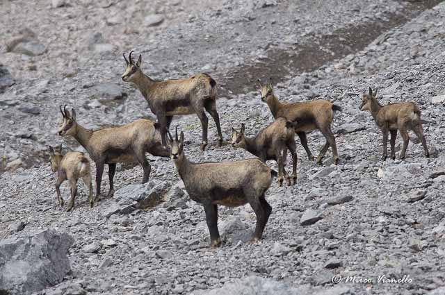 Camoscio - Rupicapra rupicapra - un gruppo di femmine con i loro piccoli in manto estivo Fauna di Livigno - Camoscio - Rupicapra rupicapra - femmine con i piccoli - estate