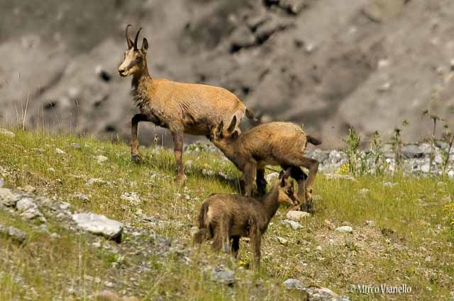 Camoscio - Rupicapra rupicapra - mamma camoscio allatta il suo piccolo Fauna di Livigno - Camoscio - Rupicapra rupicapra - allattamento