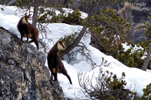Camoscio - Rupicapra rupicapra - mamma camoscio con il piccolo dell'anno precedente Fauna di Livigno - Camoscio - Rupicapra rupicapra - mamma e piccolo dell'anno