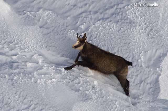 Camoscio - Rupicapra rupicapra - in corsa nel pendio innevato Fauna di Livigno - Camoscio - Rupicapra rupicapra - corsa nella neve