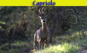 Capriolo - Capreolus capreolus - animali selvatici di di Livigno