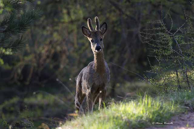 Fauna di Livigno - Capriolo - Capreolus capreolus - maschietto in velluto 