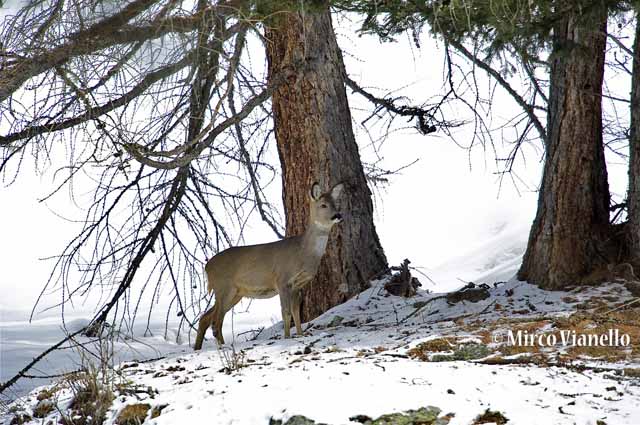 Fauna di Livigno - Capriolo - Capreolus capreolus - una femmina a Febbraio 