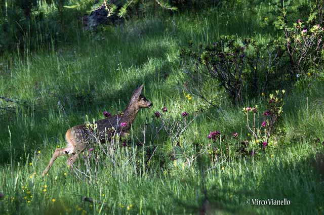 Fauna di Livigno - Capriolo - Capreolus capreolus - capriolino