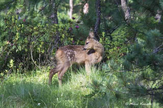 Fauna di Livigno - Capriolo - Capreolus capreolus - piccolo col mantello macchiato 