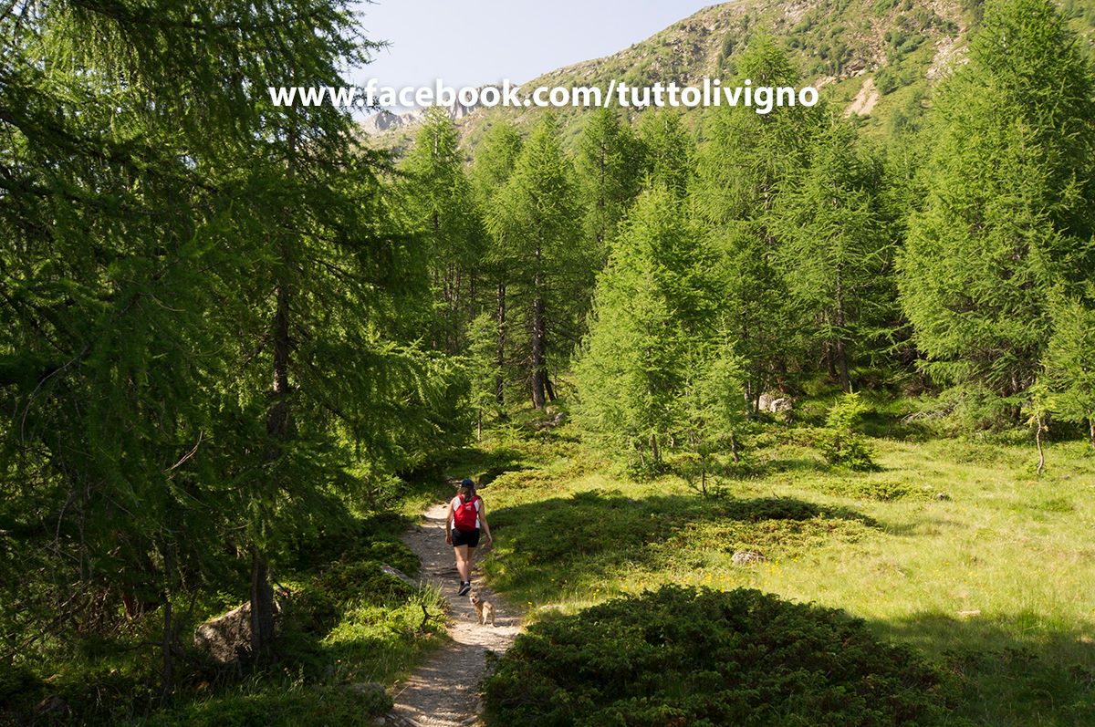 il bel sentiero nel bosco sentiero nel bosco