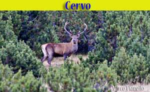 Cervo - Cervus elaphus - animali selvatici di di Livigno