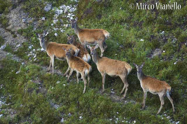 Fauna di Livigno - Cervo - Cervus elaphus - femmine coi piccoli in estate 