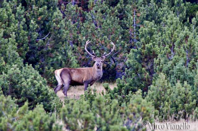 Fauna di Livigno - Cervo - Cervus elaphus - esemplare maschio maestoso 
