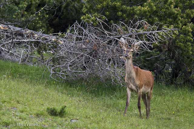 Fauna di Livigno - Cervo - Cervus elaphus - maschietto in velluto 