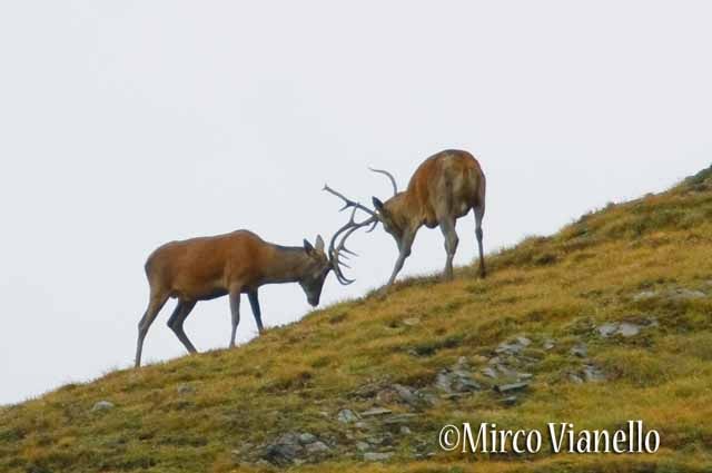Fauna di Livigno - Cervo - Cervus elaphus - giovani giocano scontando le corna 
