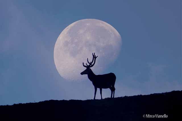 Fauna di Livigno - Cervo - Cervus elaphus - cervo adulto al chir di luna