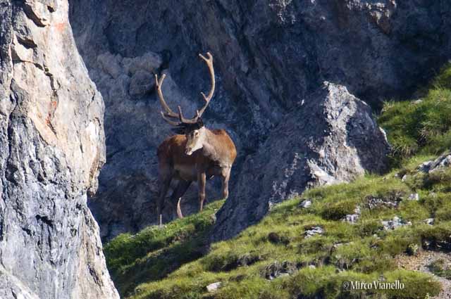 Fauna di Livigno - Cervo - Cervus elaphus - Adulto cerca ombra tra le rocce 