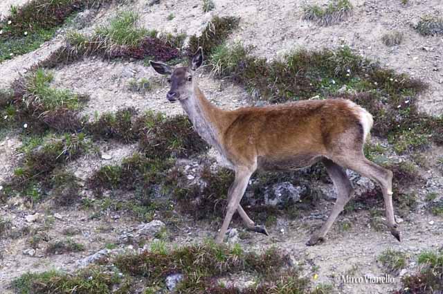 Fauna di Livigno - Cervo - Cervus elaphus - femmina intimorita dal fotografo