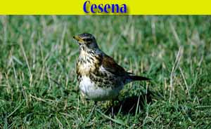 Cesena - Turdus pilaris - animali selvatici di di Livigno Cesena - Turdus pilaris - animali selvatici di di Livigno