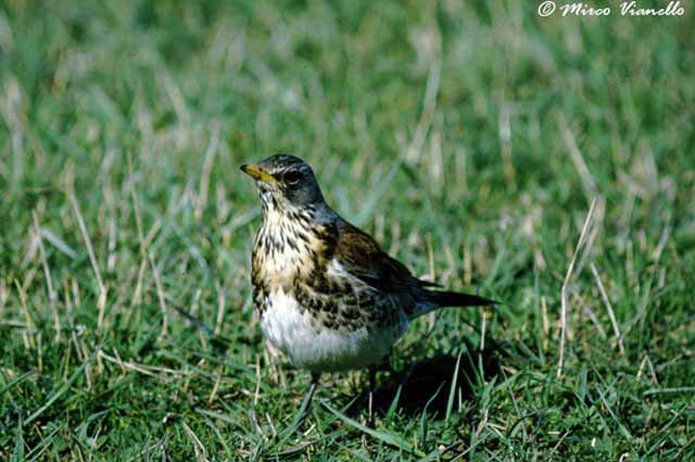 Cesena - Turdus pilaris - continua la ricerca di lombrichi per sfamare i piccoli Fauna di Livigno - Cesena - Turdus pilaris - a terra alla ricerca di lombrichi