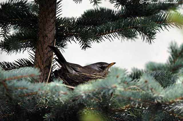 Cesena - Turdus pilaris mentre cova nel suo nido Fauna di Livigno - Cesena - Turdus pilaris mentre cova
