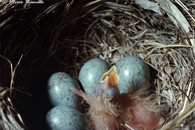 Cesena - Turdus pilaris - schisa delle uova - il primo nato Fauna di Livigno - Cesena - Turdus pilaris - le uova e il primo nato