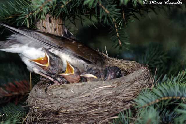Cesena - Turdus pilaris - incessante il lavoro della cesena per dar da mangiare ai propri piccoli Fauna di Livigno - Cesena - Turdus pilaris - imboccata dei piccoli