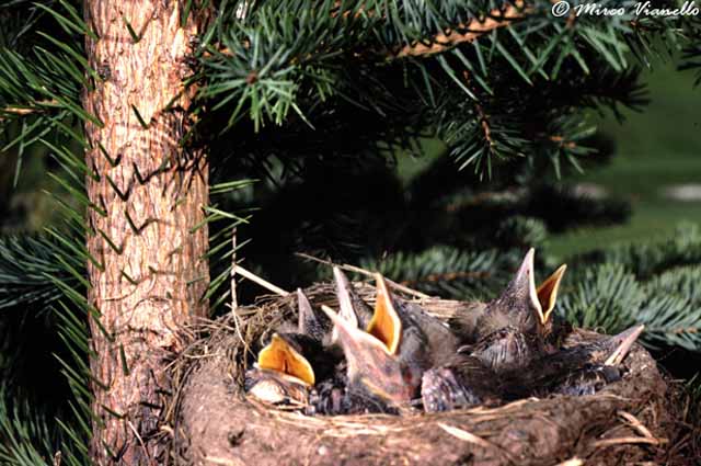 Cesena - Turdus pilaris - la covata di 5 piccoli in attesa dell'imboccata Fauna di Livigno - Cesena - Turdus pilaris - 5 piccoli in attesa dell'imboccata