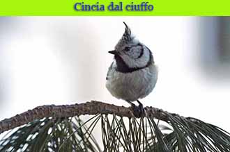 Cincia dal ciuffo a Livigno