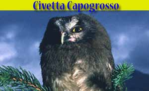 Civetta capogrosso - Aegolius funereus - animali selvatici di di Livigno Civetta capogrosso - Aegolius funereus - animali selvatici di di Livigno