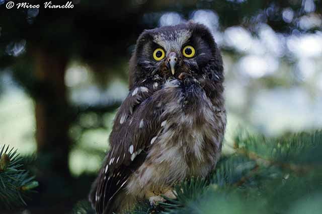 Fauna di Livigno - Civetta capogrosso - Aegolius funereus  giovane 