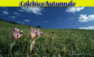 Colchico autunnale - Colchicum autumnale - flora di Livigno Colchico autunnale - Colchicum autumnale - flora di Livigno