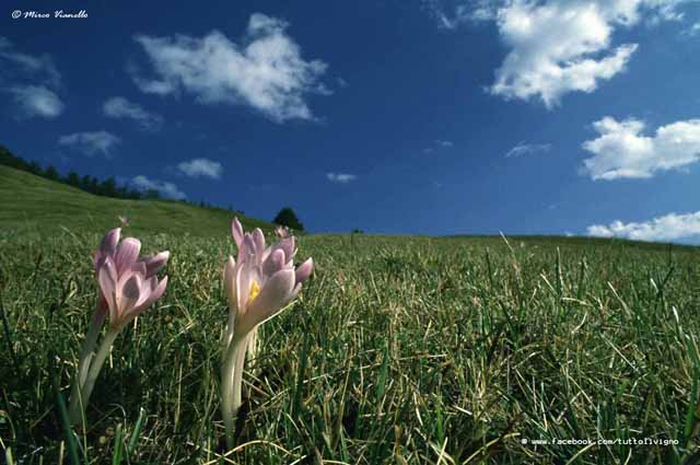 Flora di Livigno - Colchico autunnale - Colchicum autumnale Flora di Livigno - Colchico autunnale - Colchicum autumnale
