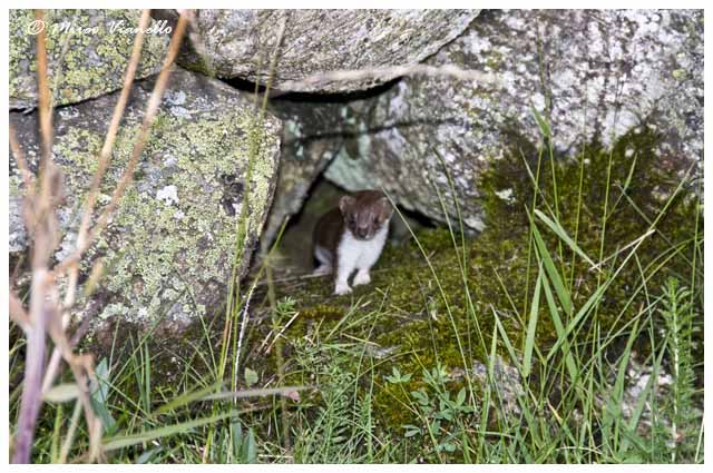 Fauna di Livigno - Donnola Minuta - Mustela nivalis - in estate 