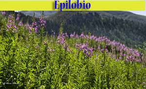 Epilobio - Epilobium Angustifolium - flora di Livigno Epilobio - Epilobium Angustifolium - flora di Livigno