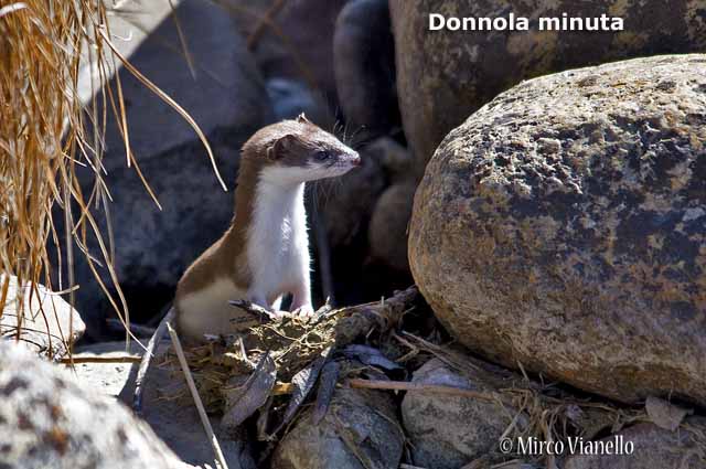Fauna - Animali selvatici di Livigno - Donnola minuta 