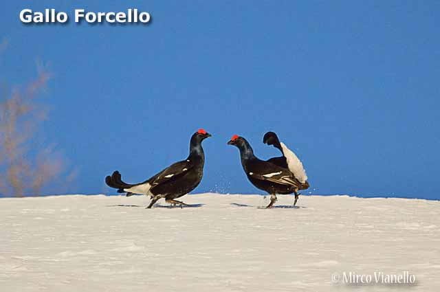 Fauna - Animali selvatici di Livigno - Gallo Forcello