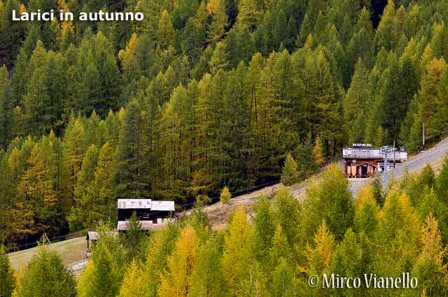 Flora e vegetazione di Livigno - Larici in autunno