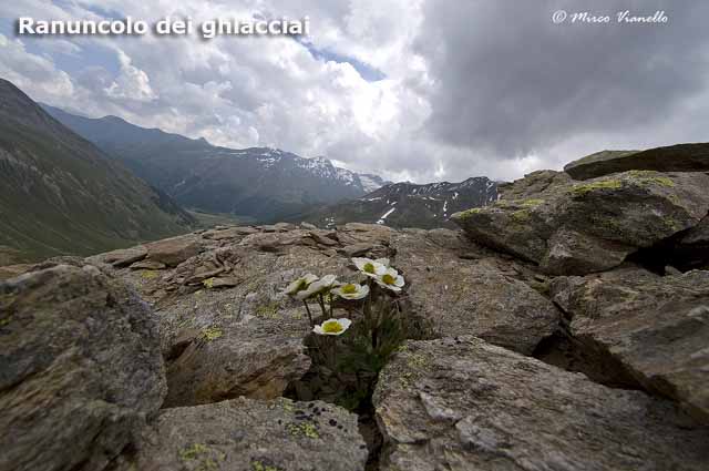 Flora e vegetazione di Livigno - Ranucolo dei ghiacciai