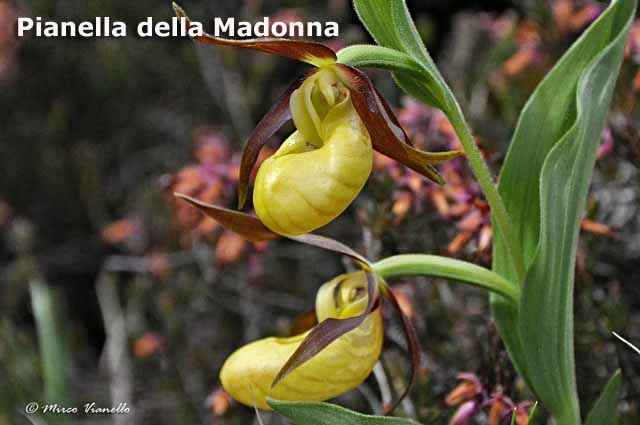 Flora e vegetazione di Livigno - Pianella dell Madonna
