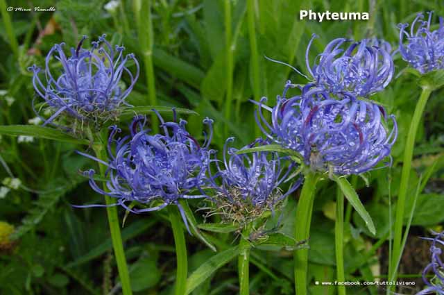 Flora e vegetazione di Livigno - Phyteuma